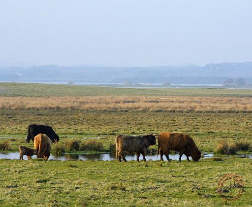 Highland Cattle 9T076D-012.JPG